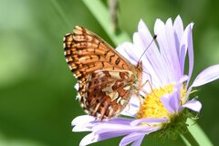 Boloria chariclea