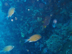 Chromis