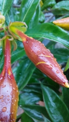 Allamanda cathartica