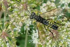 Tenthredo schaefferi