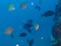 Chromis