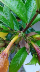 Allamanda cathartica