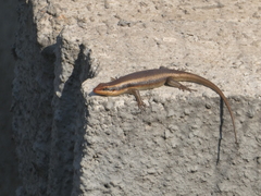 Trachylepis wahlbergii
