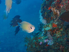 Chromis