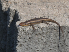Trachylepis wahlbergii