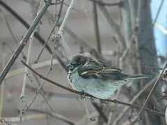 Passer domesticus