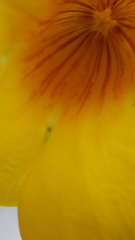 Allamanda cathartica