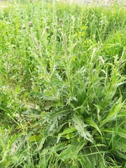 Cirsium canum