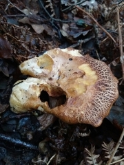 Paxillus rubicundulus