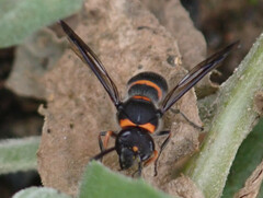 Ancistrocerus haematodes