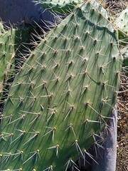Opuntia streptacantha