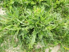 Cirsium canum