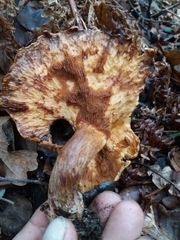 Paxillus rubicundulus