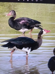 Plectropterus gambensis