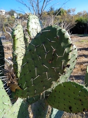 Opuntia streptacantha