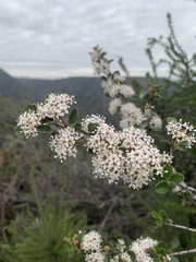 Ceanothus cuneatus