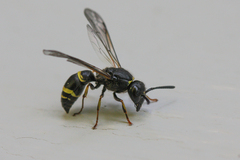 Ancistrocerus trifasciatus