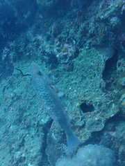 Oxycheilinus digramma