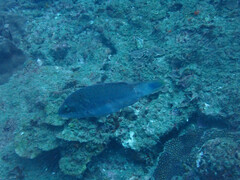 Oxycheilinus digramma