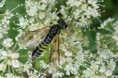 Tenthredo schaefferi