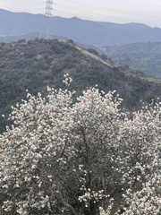 Ceanothus cuneatus