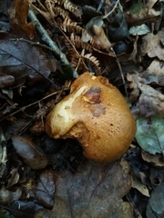Paxillus rubicundulus