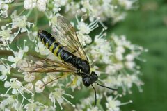Tenthredo schaefferi