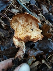 Paxillus rubicundulus