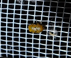 Cryptocephalus octomaculatus