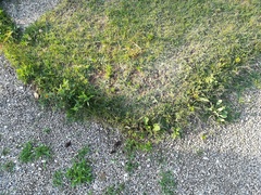 Gaillardia × grandiflora