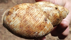Megalobulimus oblongus