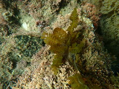 Sargassum horneri