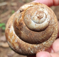 Megalobulimus oblongus