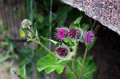 Arctium tomentosum