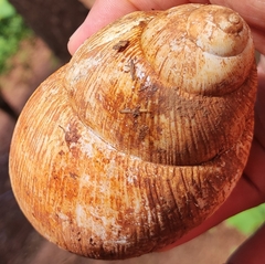 Megalobulimus oblongus