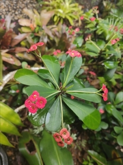 Euphorbia milii