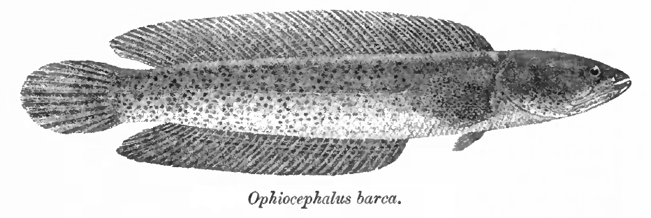 Barca Snakehead
