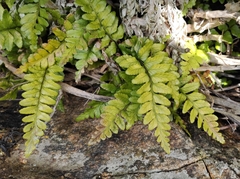 Asplenium marinum