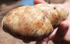 Megalobulimus oblongus