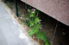 Arctium tomentosum
