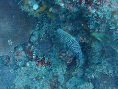 Canthigaster petersii
