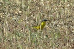 Motacilla flava feldegg