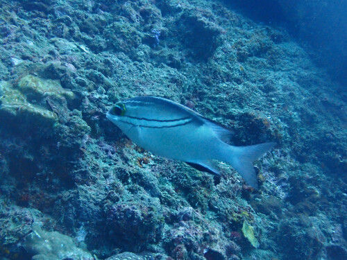 Bridled Monocle Bream (Scolopsis bilineata)