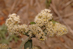 Ceanothus cordulatus