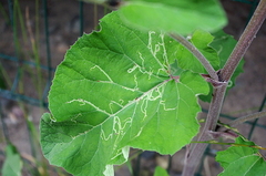 Agromyzidae