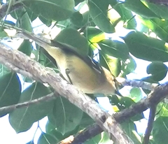 Vireo griseus