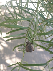 Pachylis argentinus