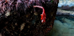 Pyura