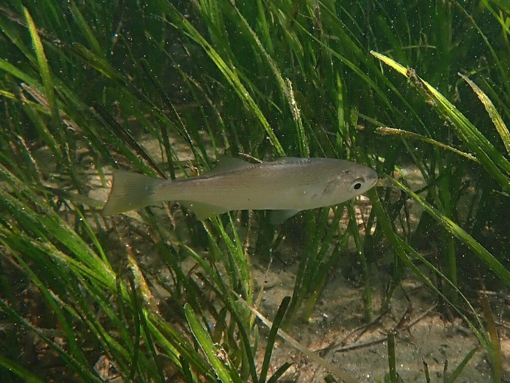 Queenfish (Seriphus politus) — Sciaenidae
