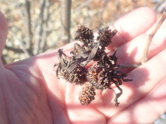 Taphrina robinsoniana